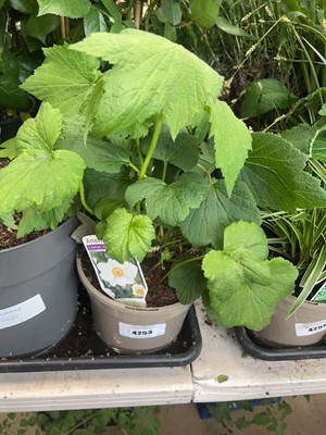 Lot 4253 - Anemone Honorine Jobert