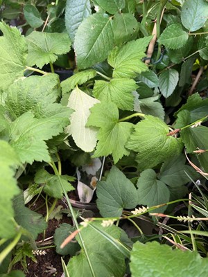 Lot 4254 - Anemone Honorine Jobert