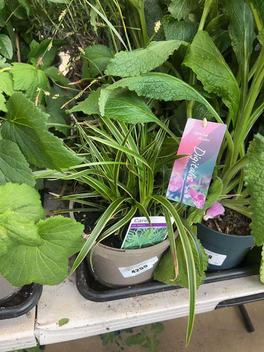 Lot 4255 - Carex Ice Dance