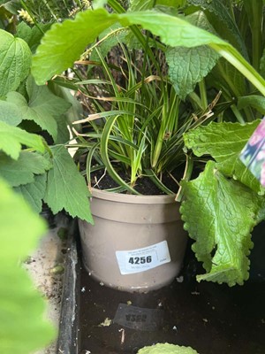 Lot 4256 - Carex Ice Dance
