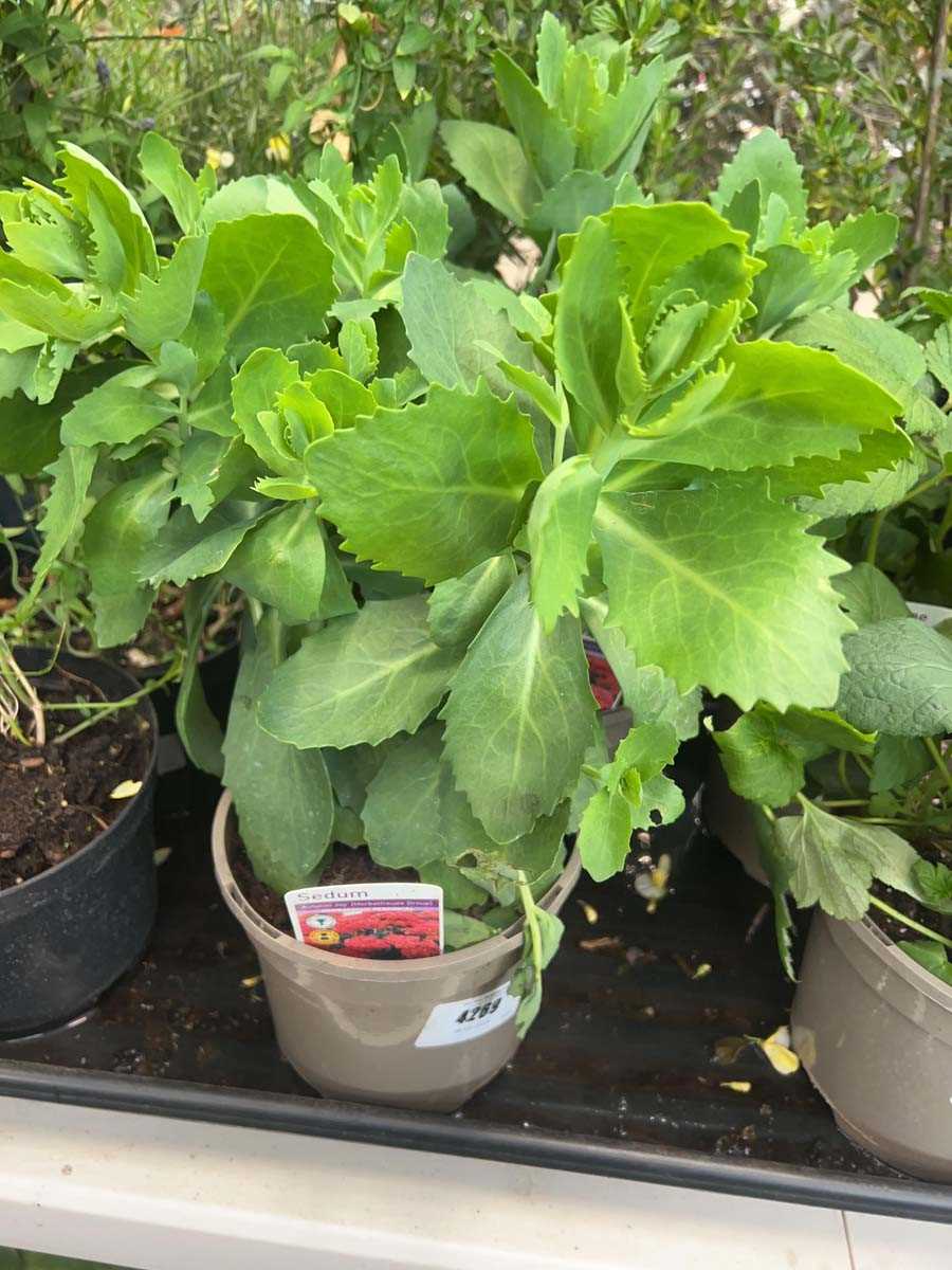 Lot 4269 - Sedum