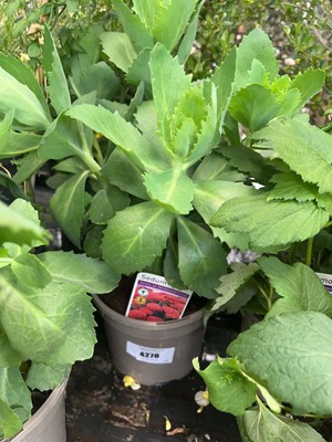 Lot 4270 - Sedum