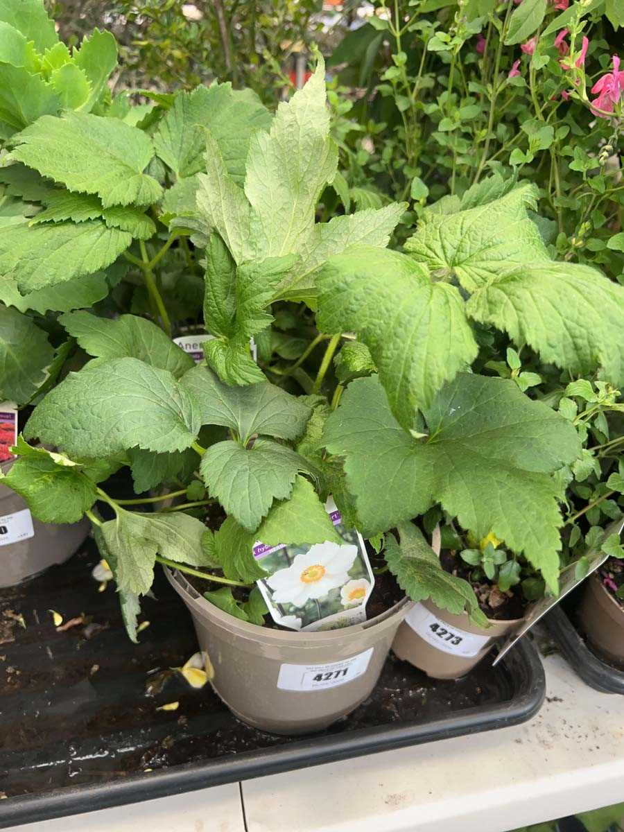 Lot 4271 - Anemone Honorine Jobert