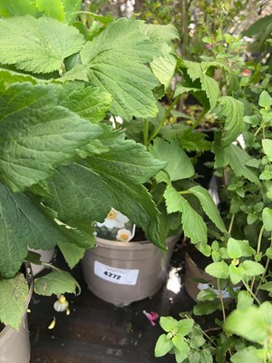 Lot 4272 - Anemone Honorine Jobert
