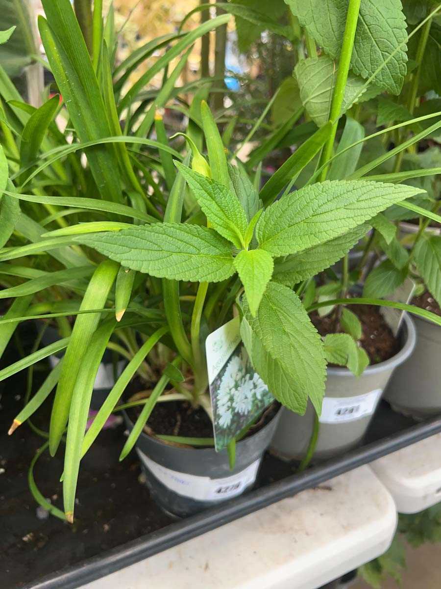 Lot 4279 - Agapanthus