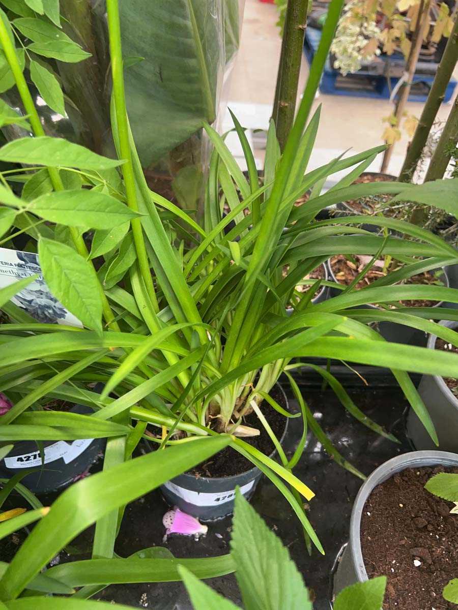 Lot 4280 - Agapanthus