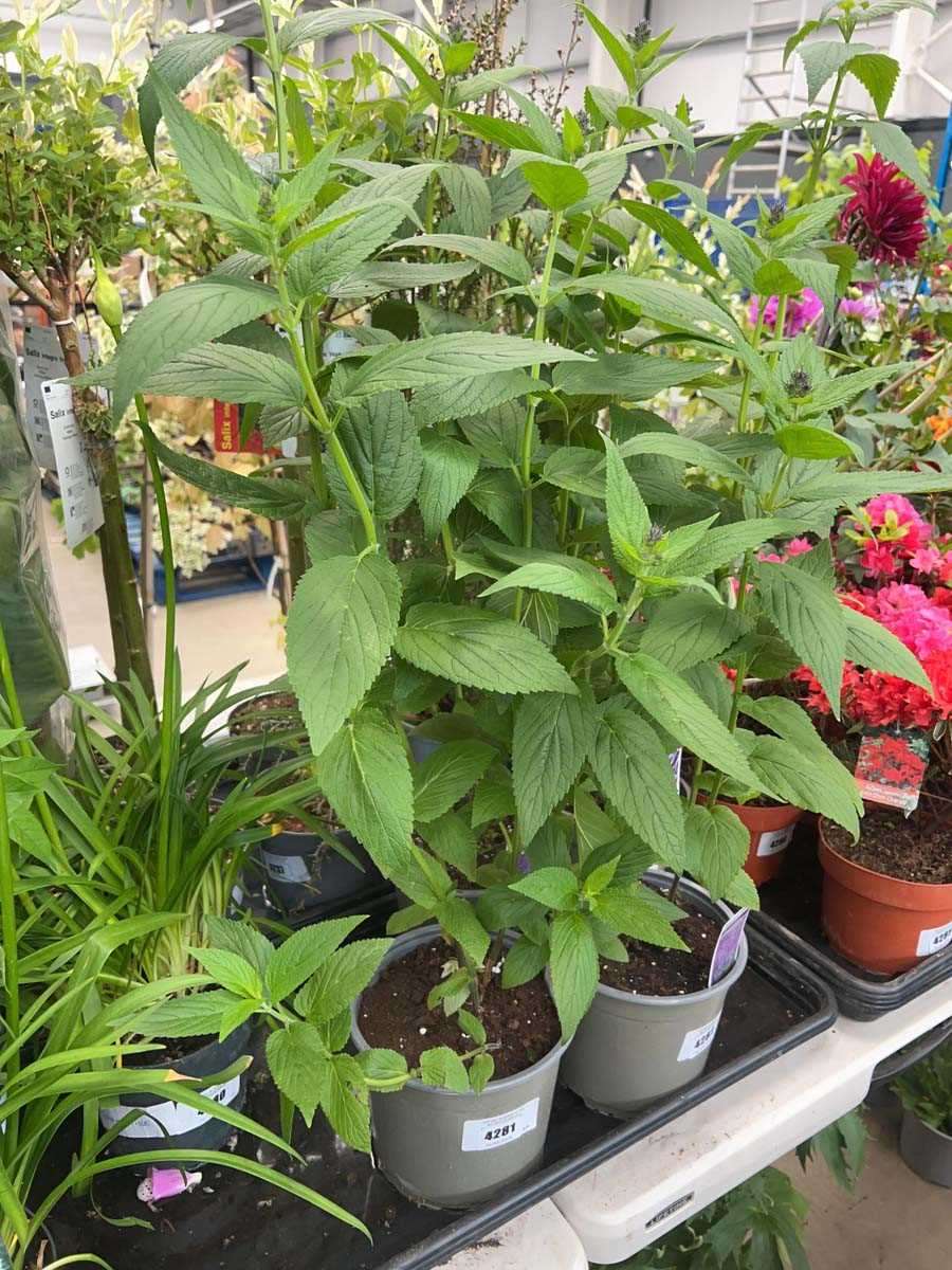 Lot 4281 - Nepeta Six Hills Giant