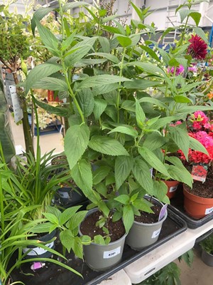 Lot 4281 - Nepeta Six Hills Giant