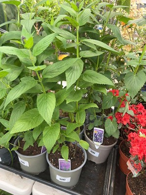Lot 4282 - Nepeta Six Hills Giant