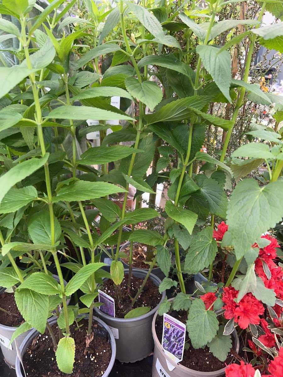 Lot 4283 - Nepeta Six Hills Giant