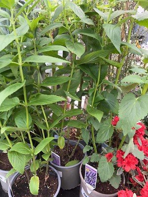 Lot 4283 - Nepeta Six Hills Giant