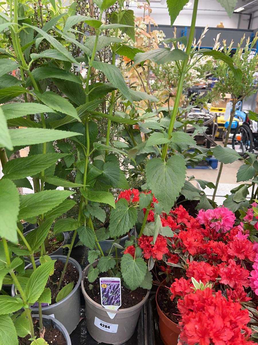 Lot 4284 - Nepeta Six Hills Giant