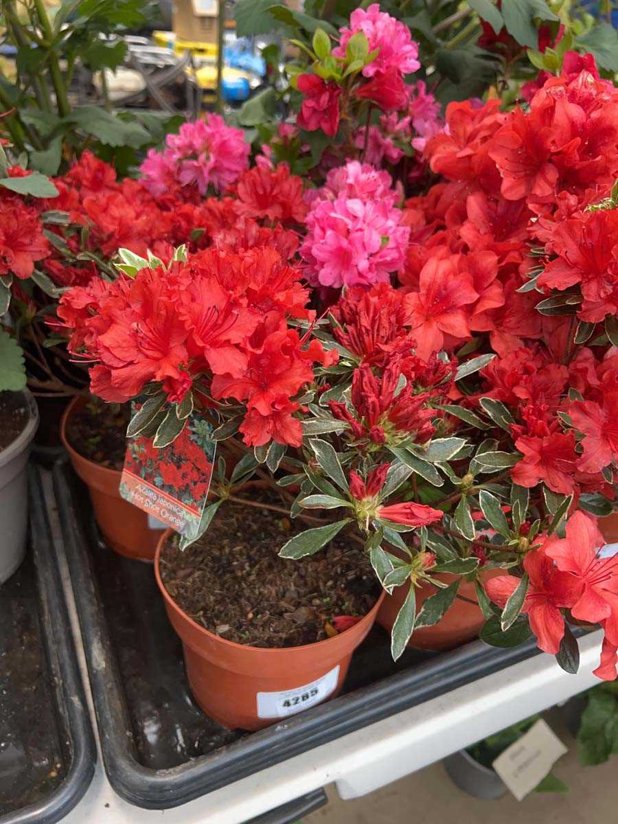 Lot 4285 - Azalia 'Hot Shot Orange'