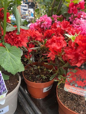 Lot 4286 - Azalia 'Hot Shot Orange'