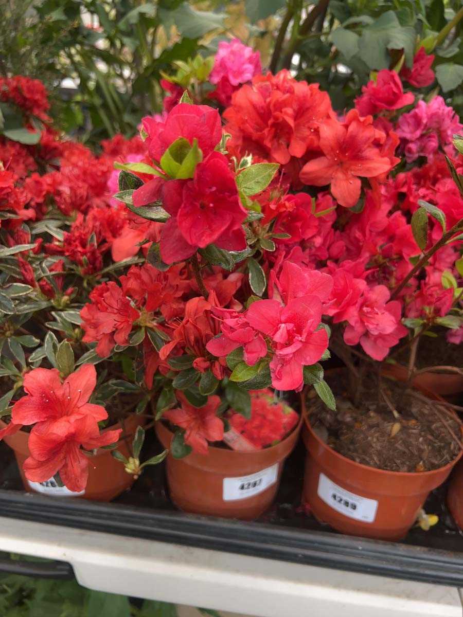 Lot 4287 - Azalia 'Geisha Orange'