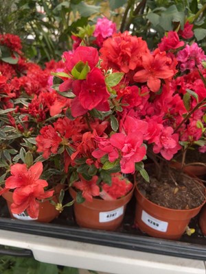 Lot 4287 - Azalia 'Geisha Orange'