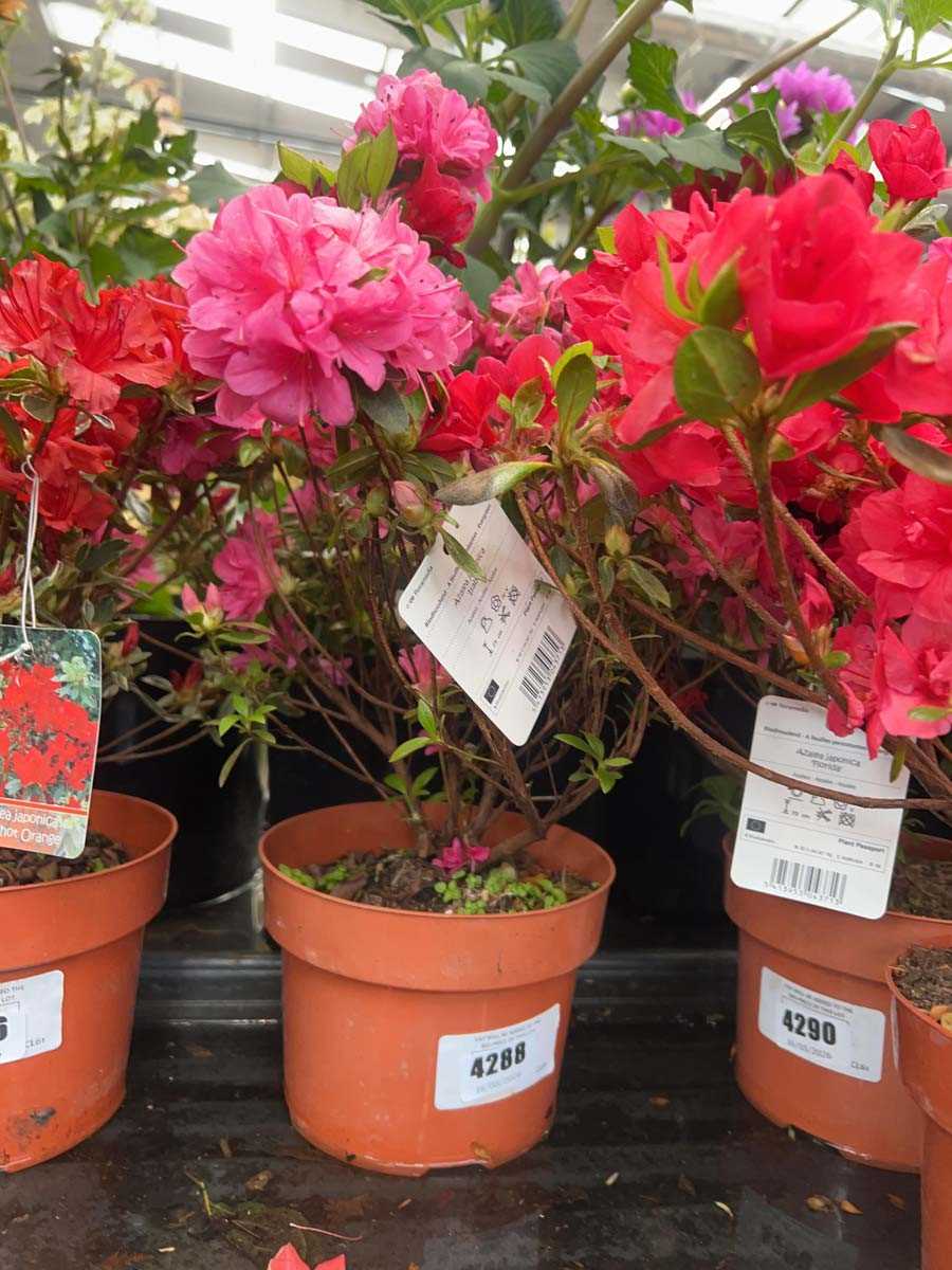 Lot 4288 - Azalia 'pink'