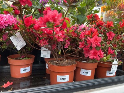 Lot 4289 - Azalia 'Florida'