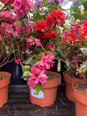 Lot 4290 - Azalia 'Isobelle'