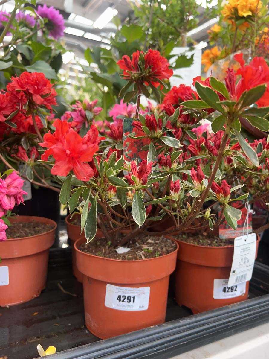 Lot 4291 - Azalia 'Hot Shot orange'