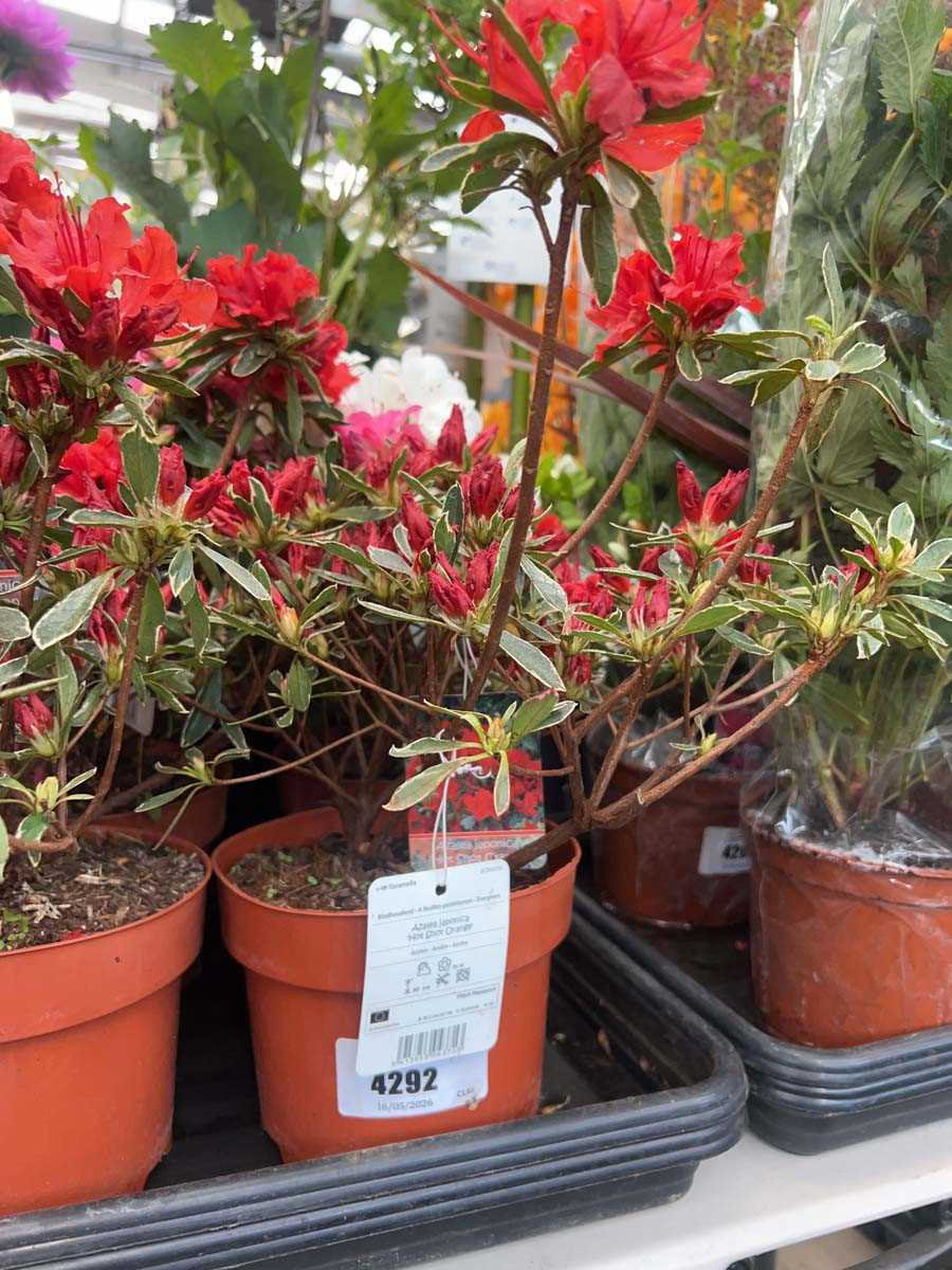 Lot 4292 - Azalia 'Hot Shot orange'