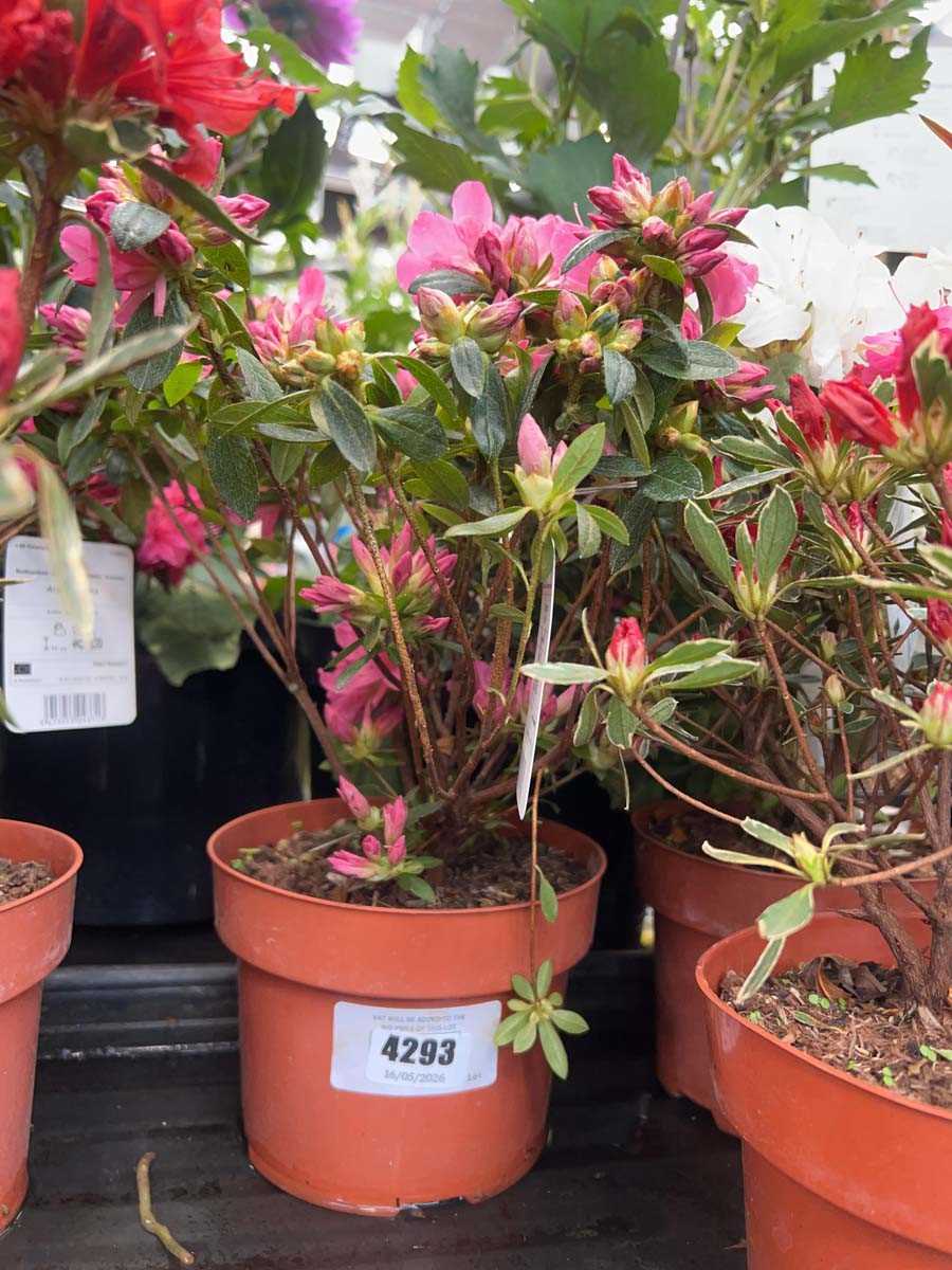 Lot 4293 - Azalia 'Isobelle'