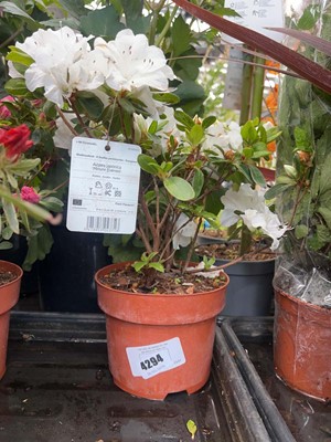 Lot 4294 - Azalia 'Mount Everest'