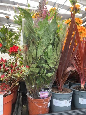 Lot 4295 - Astilbe