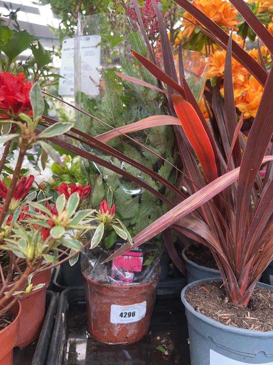 Lot 4296 - Astilbe