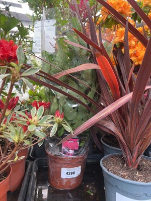 Lot 4296 - Astilbe