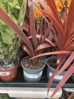 Lot 4297 - Red Cordyline