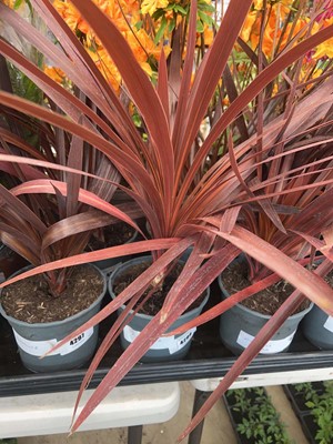 Lot 4298 - Red Cordyline