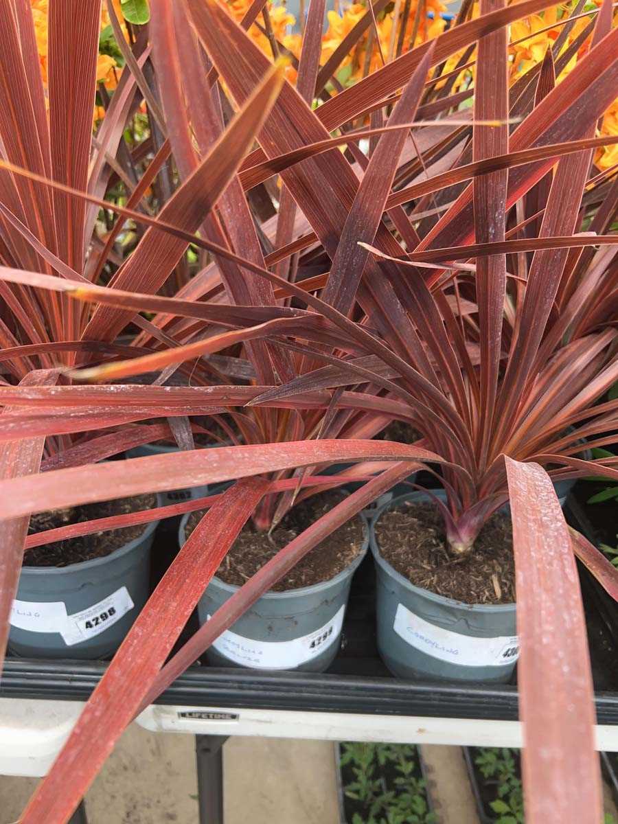 Lot 4299 - Red Cordyline