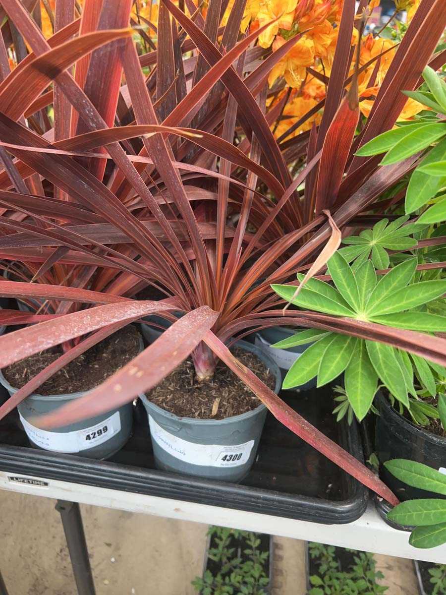 Lot 4300 - Red Cordyline