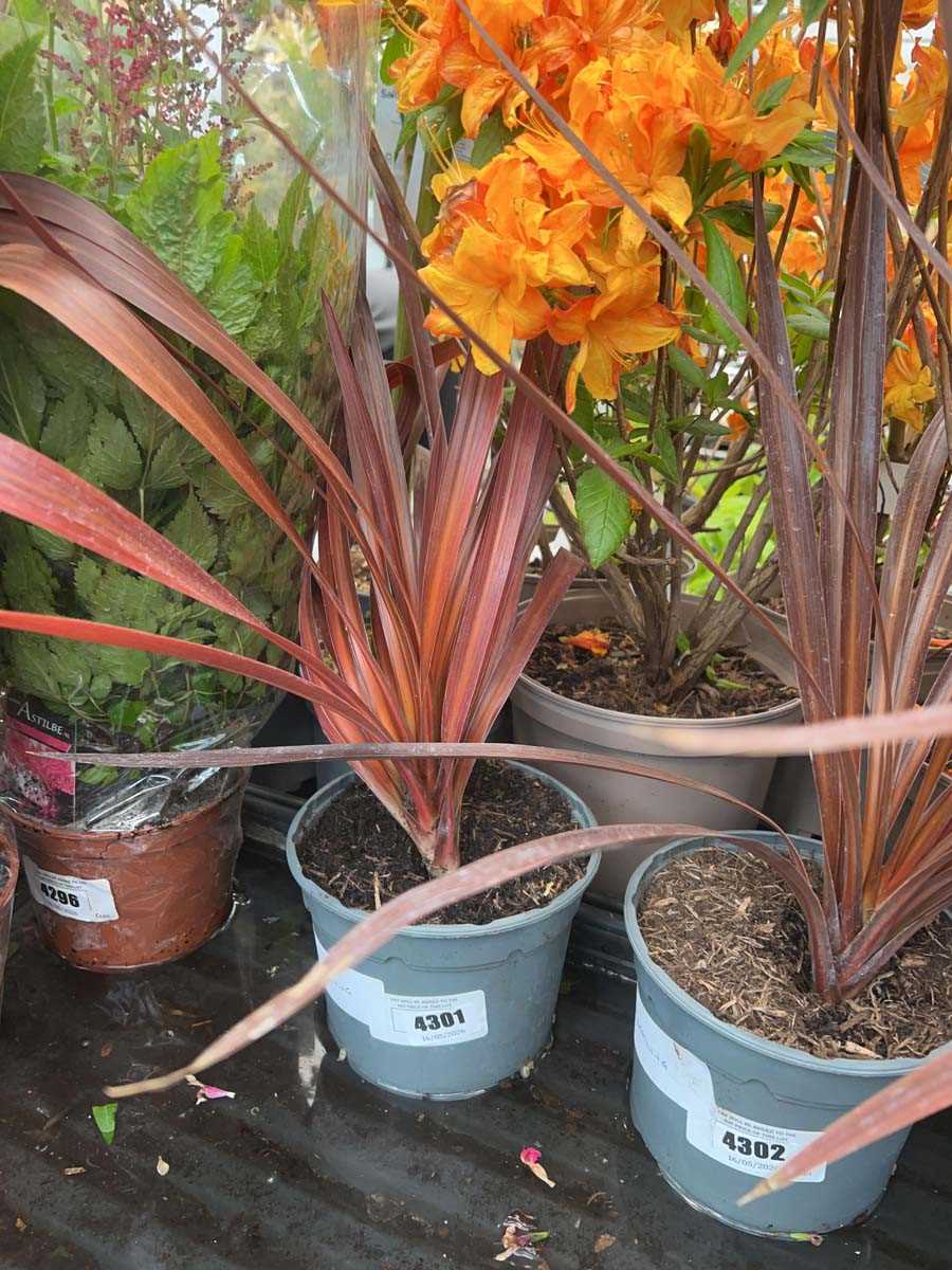 Lot 4301 - Red Cordyline