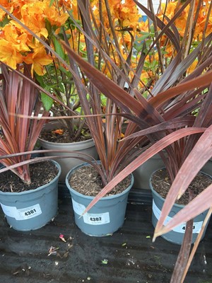 Lot 4302 - Red Cordyline