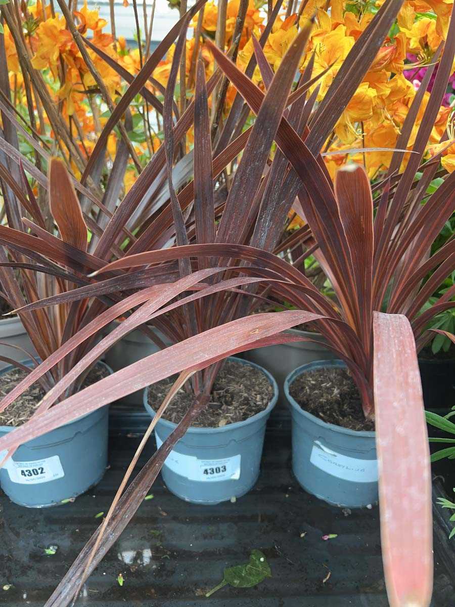 Lot 4303 - Red Cordyline