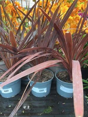 Lot 4303 - Red Cordyline