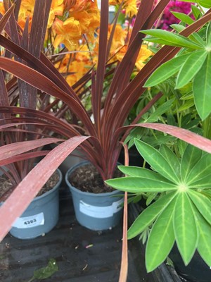 Lot 4304 - Red Cordyline