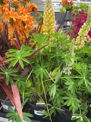 Lot 4305 - Lupin Gallery yellow