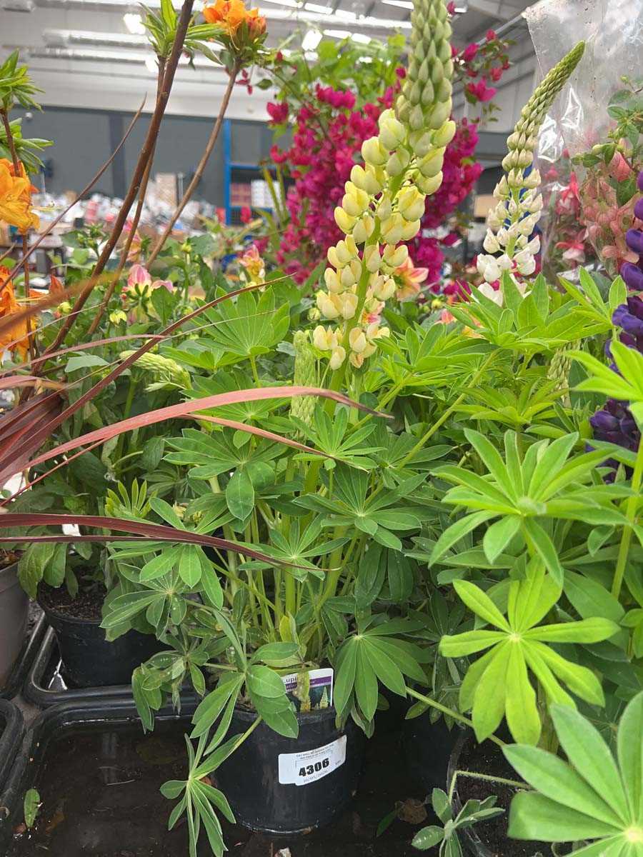 Lot 4306 - Lupin Gallery yellow