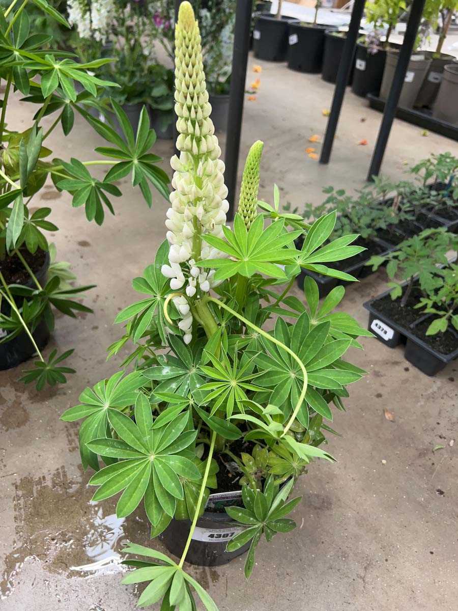 Lot 4307 - Lupin Gallery white