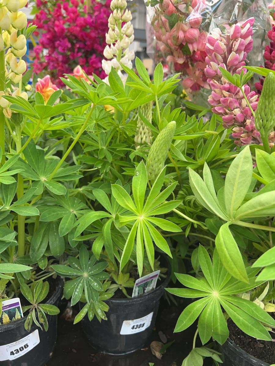 Lot 4308 - Lupin Gallery white