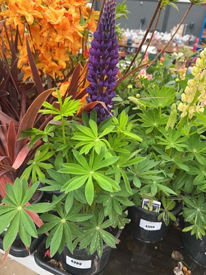 Lot 4309 - Lupin Gallery purple