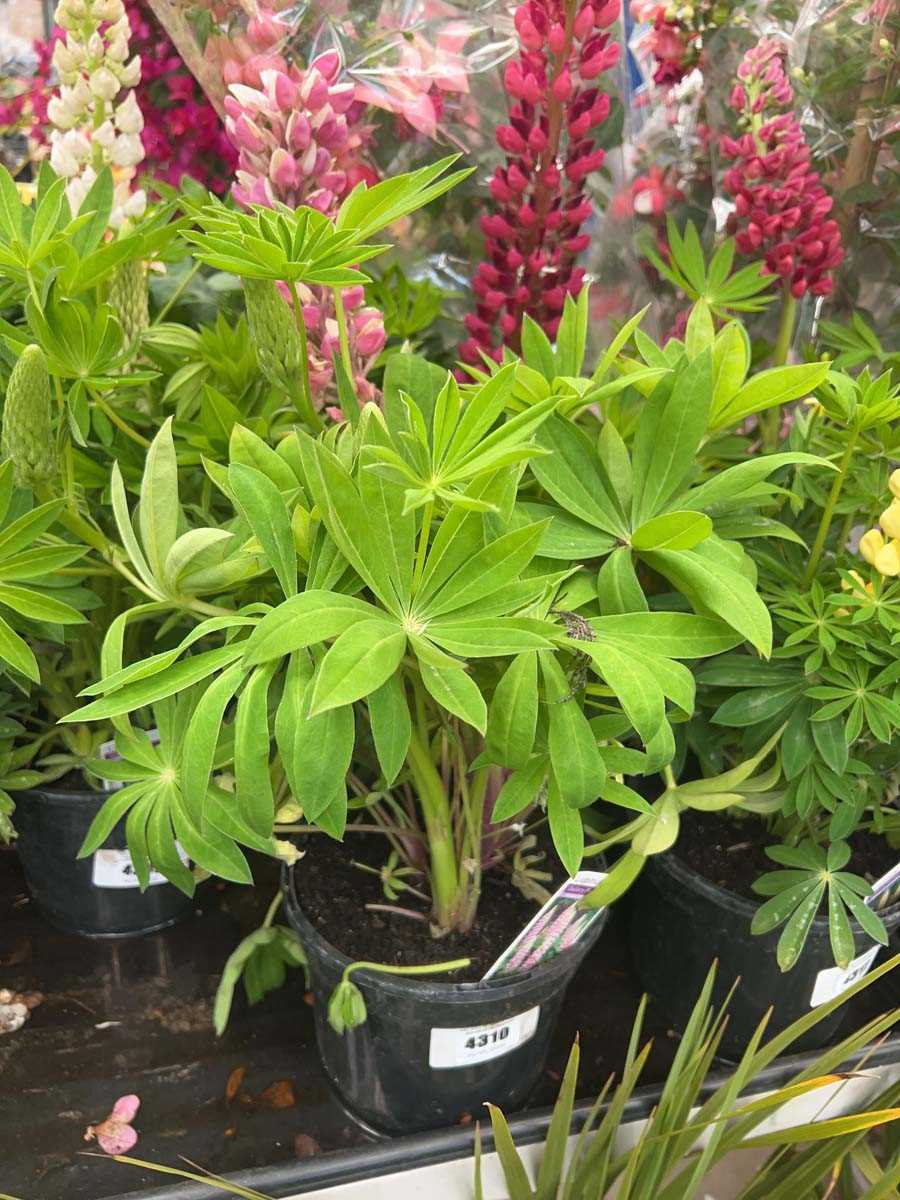 Lot 4310 - Lupin Gallery pink