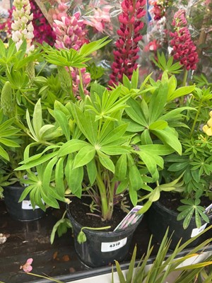 Lot 4310 - Lupin Gallery pink
