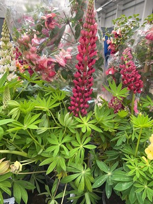 Lot 4311 - Lupin Gallery red