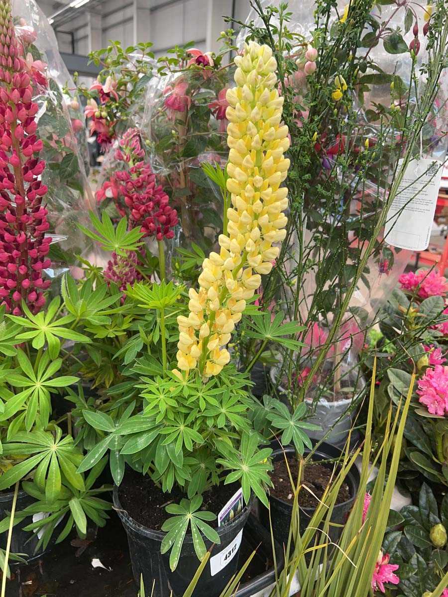 Lot 4312 - Lupin Gallery yellow
