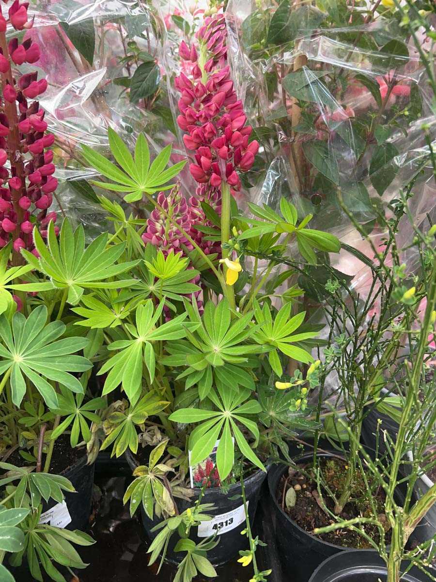 Lot 4313 - Lupin Gallery red