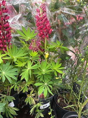 Lot 4313 - Lupin Gallery red